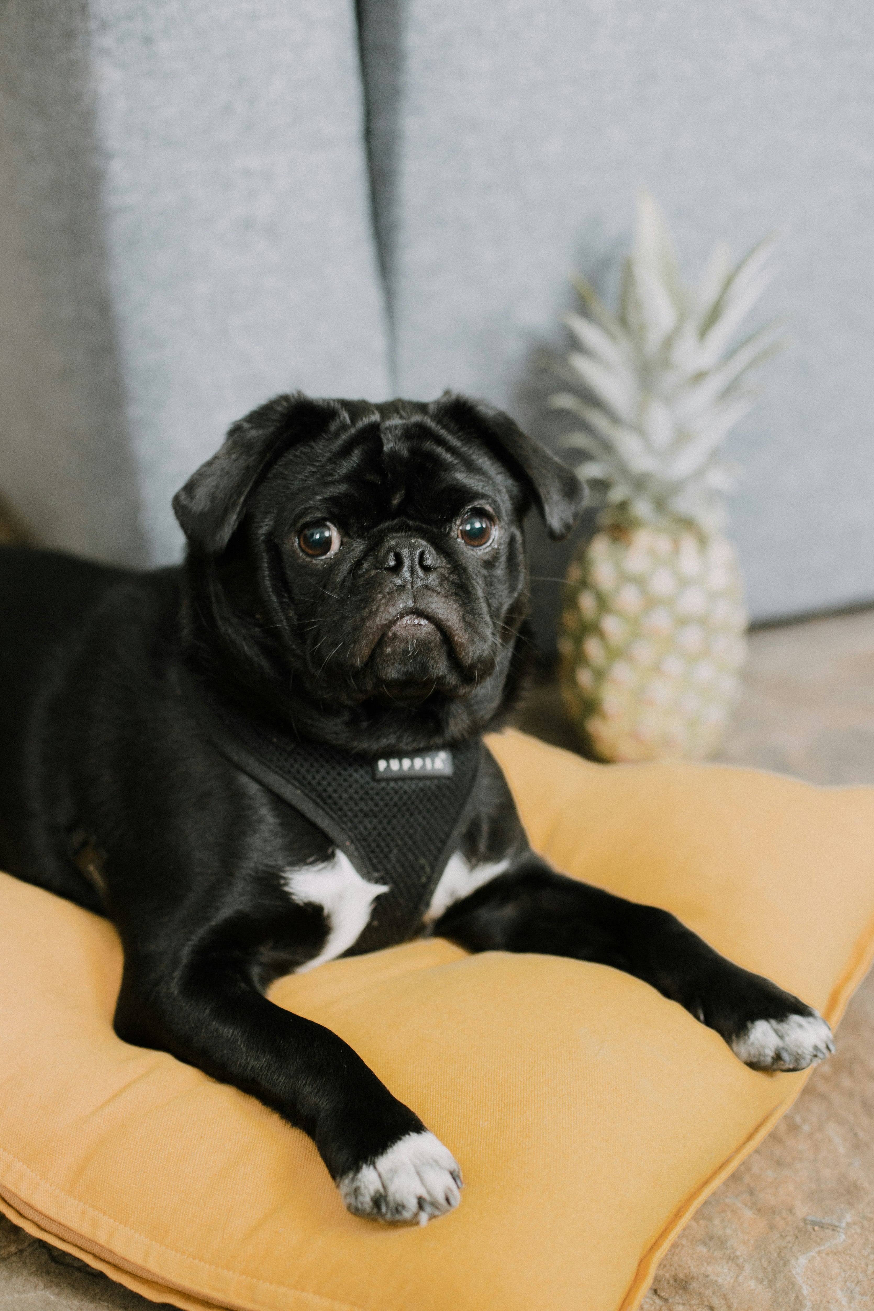 black pug on yellow textile